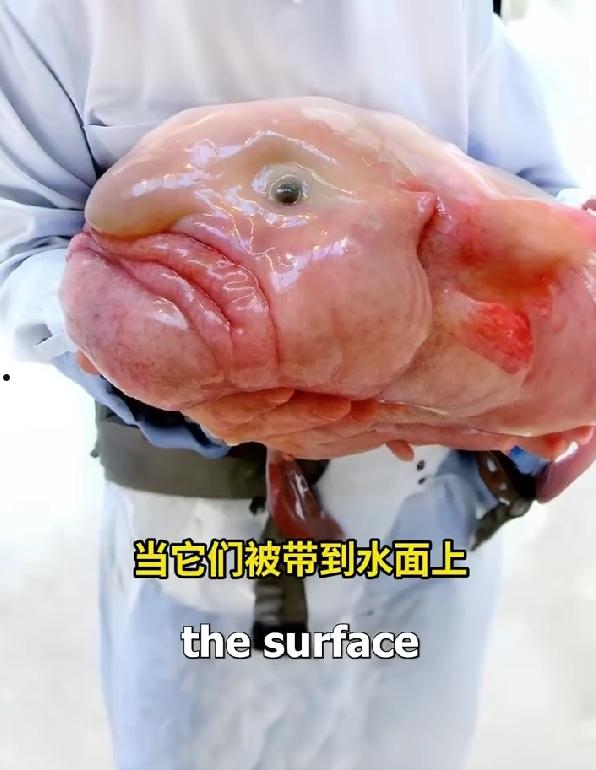 世界公认最丑的鱼上热搜：背后是个被迫毁容的悲伤故事