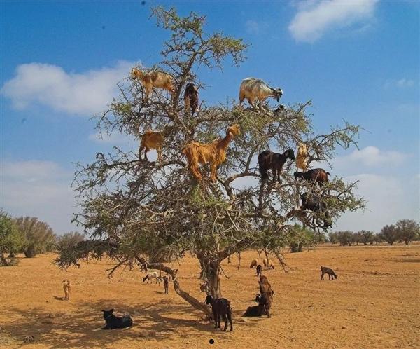 奇特的“山羊树”：高达10米 一到秋天就挂满山羊