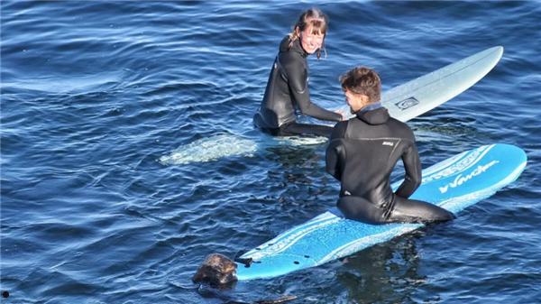 加州海獭频繁偷抢冲浪板：原来是怀孕导致性情大变