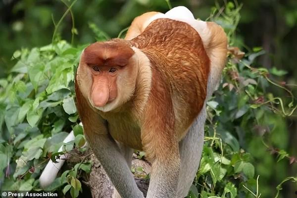 鼻子越大越加分 这种猴子10厘米长的大鼻子：是雄性最迷人部位