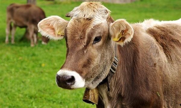 开创全球先河！丹麦拟对牛打嗝放屁开征“温室气体排放税”