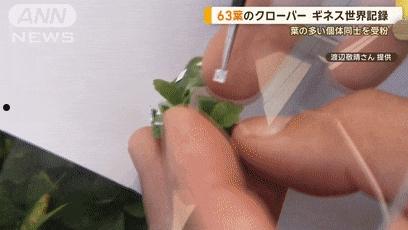 日本老哥种出63片叶子的三叶草 密密麻麻
