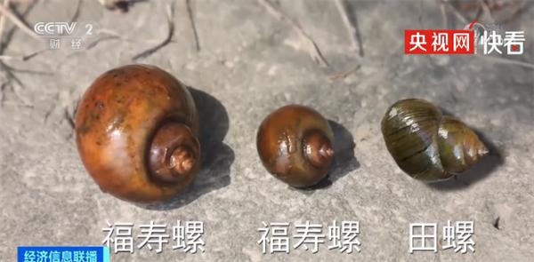 千万别搞混！一只福寿螺可含6000条寄生虫：有商家将其伪装成田螺